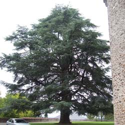 Cedro del Atlas